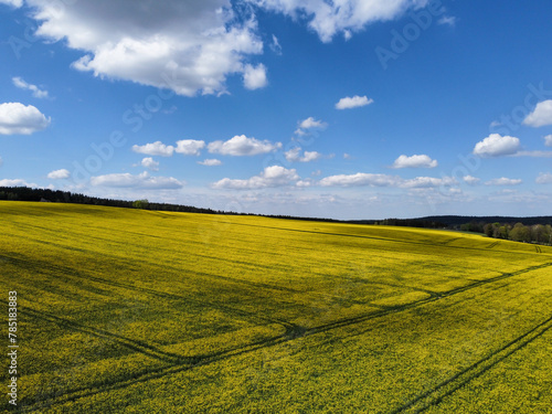 field of rapeseed with blue sky and clouds