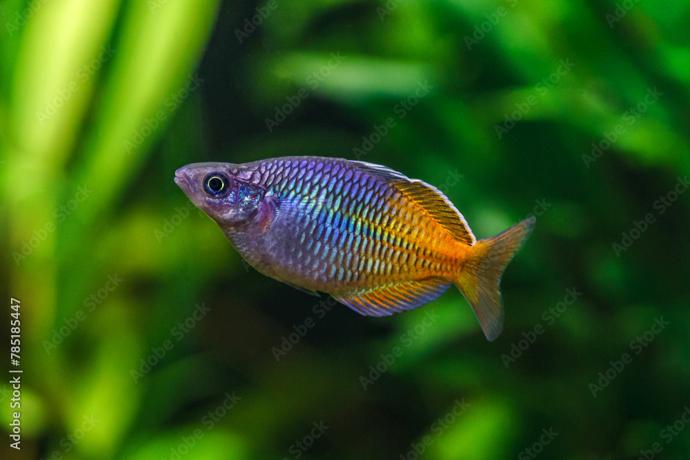 A green beautiful planted tropical freshwater aquarium with fishes.Boeseman's rainbowfish - Melanotaenia boesemani,with water plants.Fish in the aquarium. A green beautiful planted tropical freshwater aquarium with fishes.Boeseman's rainbowfish - Melanotaenia boesemani,with water plants.Fish in the aquarium.
