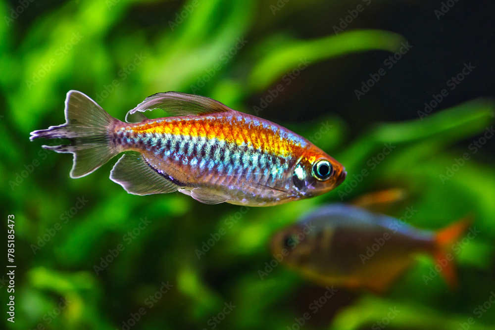 A green beautiful planted tropical freshwater aquarium with fishes.A Congo tetra, Phenacogrammus interruptus, with water plants. A green beautiful planted tropical freshwater aquarium with fishes.A Congo tetra, Phenacogrammus interruptus, with water plants.