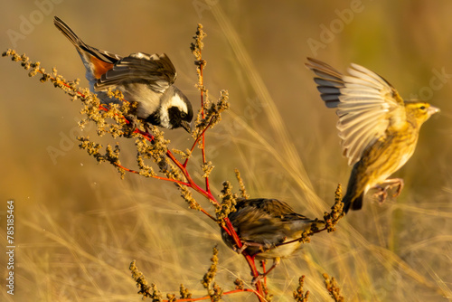 Cape sparrow (Passer diffusus) (Mossie) feeding on seeds with a weaver in Marievale Bird Sanctuary in the golden colours of sunrise in Marievale Bird Sanctuary, Springs, Gauteng, South Africa photo