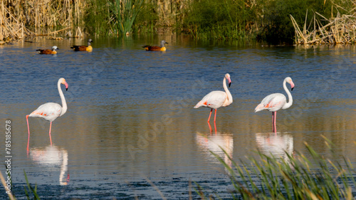 Three Greater Flamingos (Phoenicopterus roseus) (Grootflamink) and three South African Shelduck (Kopereend) (Tadorna cana) in Marievale Wetland Bird Sanctuary, Springs, Gauteng, South Africa