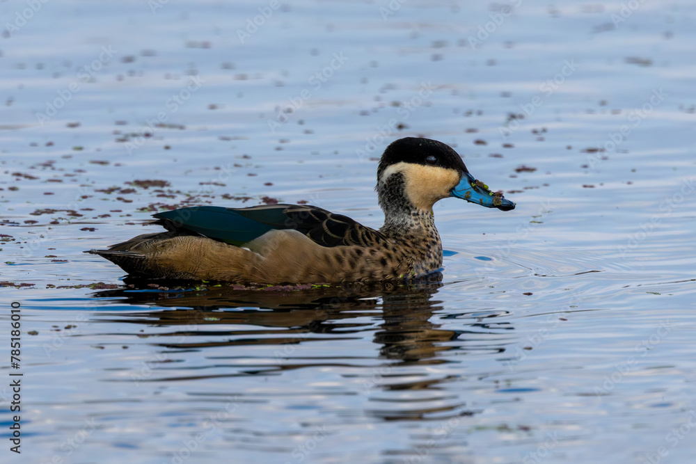 Blue-billed Teal (Gevlekte Eend) (Anas hottentota) in Marievale Wetland Bird Sanctuary, Springs, Gauteng, South Africa Blue-billed Teal (Gevlekte Eend) (Anas hottentota) in Marievale Wetland Bird Sanctuary, Springs, Gauteng, South Africa
