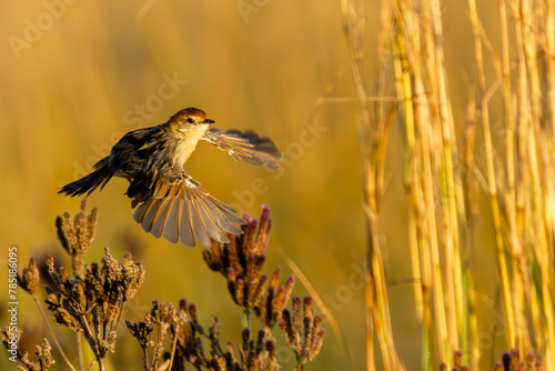 Levaillant’s Cisticola (Cisticola tinniens) (Vleitinktinkie) in flight in Marievale Bird Sanctuary in the golden colours of sunrise in Marievale Bird Sanctuary, Springs, Gauteng, South Africa