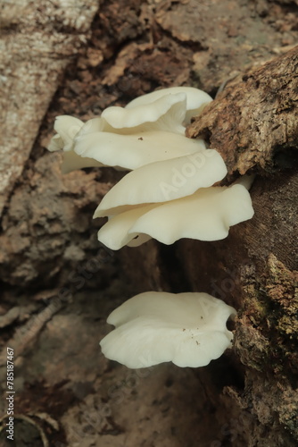 A close-up of white polyporous shelf mushrooms growing on old logs in the forest photo