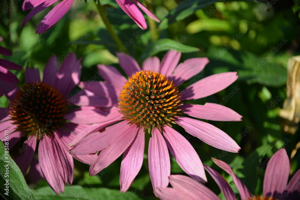 Strahlende Echinacea-Blüten im sommerlichen Garten Strahlende Echinacea-Blüten im sommerlichen Garten