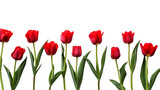 Red tulips bud on transparent background 