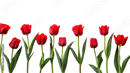 Red tulips bud on transparent background 