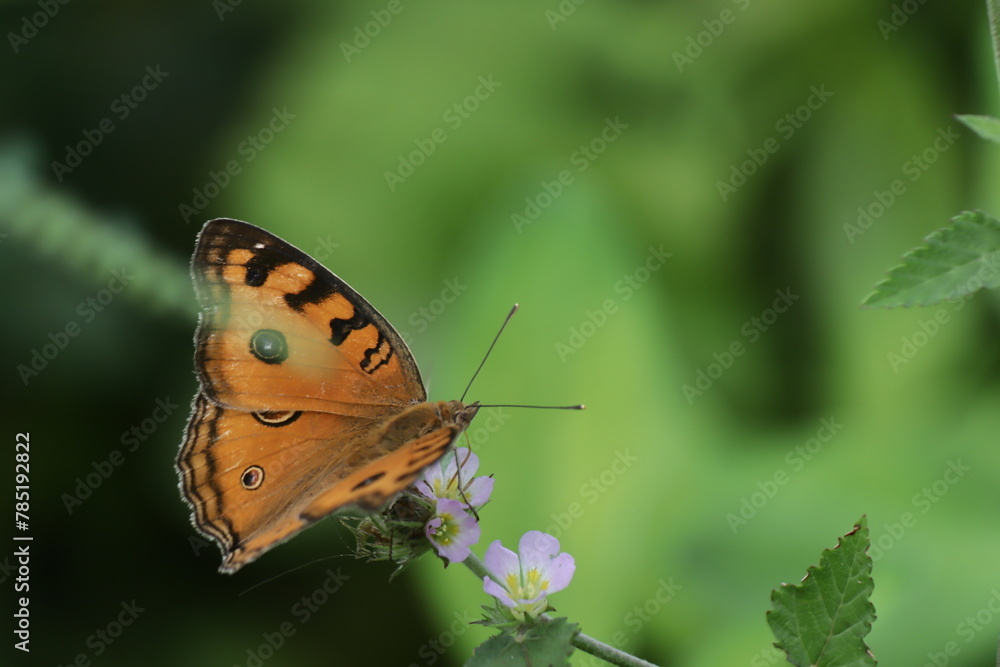 Obraz premium a close-up of an orange butterfly sitting on a leaf with a green background