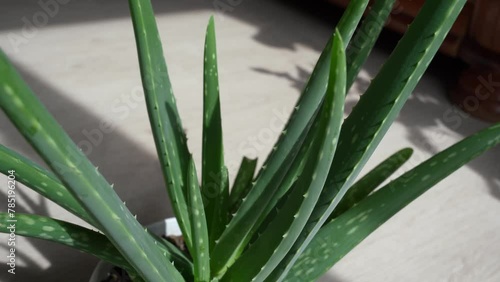 Close-up of aloe leaves. Potted aloe plant at home