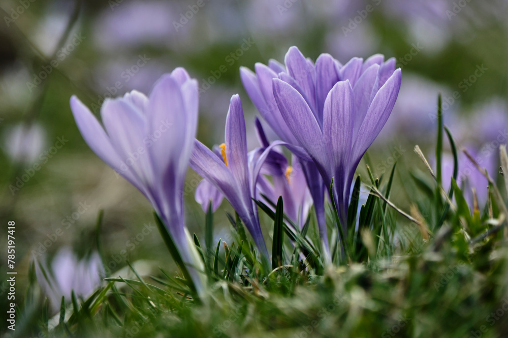 Gran Sasso: Fioriture di Crocus a Campo Imperatore - Abruzzo Gran Sasso: Fioriture di Crocus a Campo Imperatore - Abruzzo