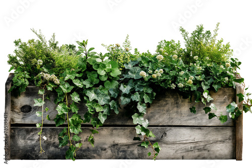 Fresh herbal plants in wooden boxes isolated on a transparent background