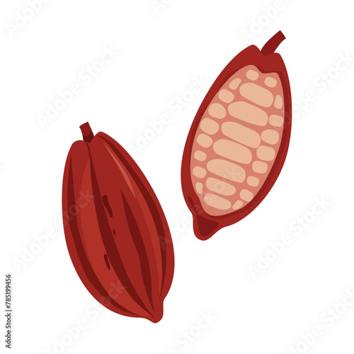 Cacao beans isolated on white background