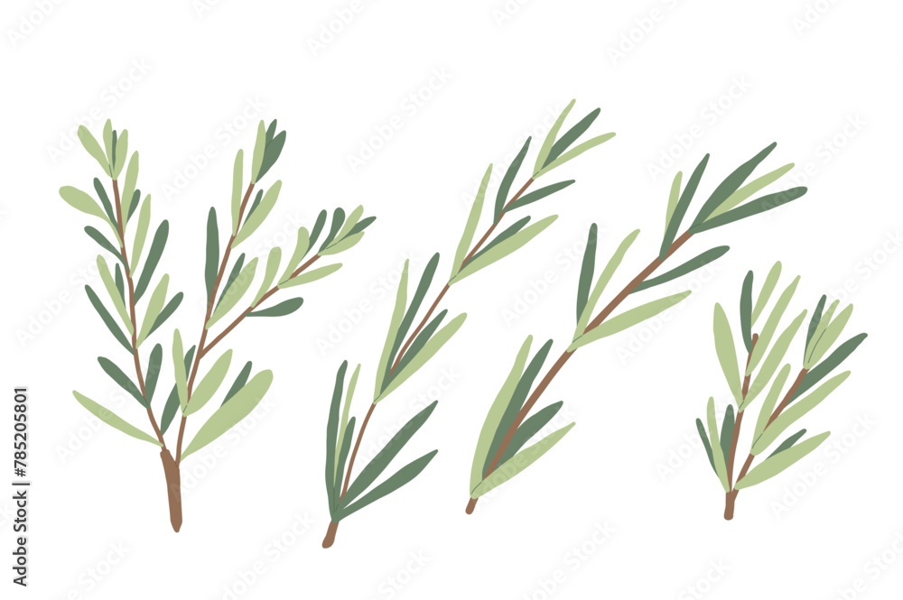 Fototapeta premium Rosemary set isolated on white background. Fresh herb branch with green leaves. Hand drawn illustration.