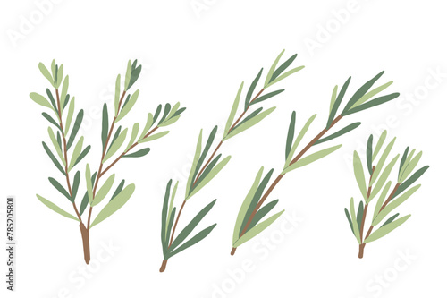Rosemary set isolated on white background. Fresh herb branch with green leaves. Hand drawn illustration.