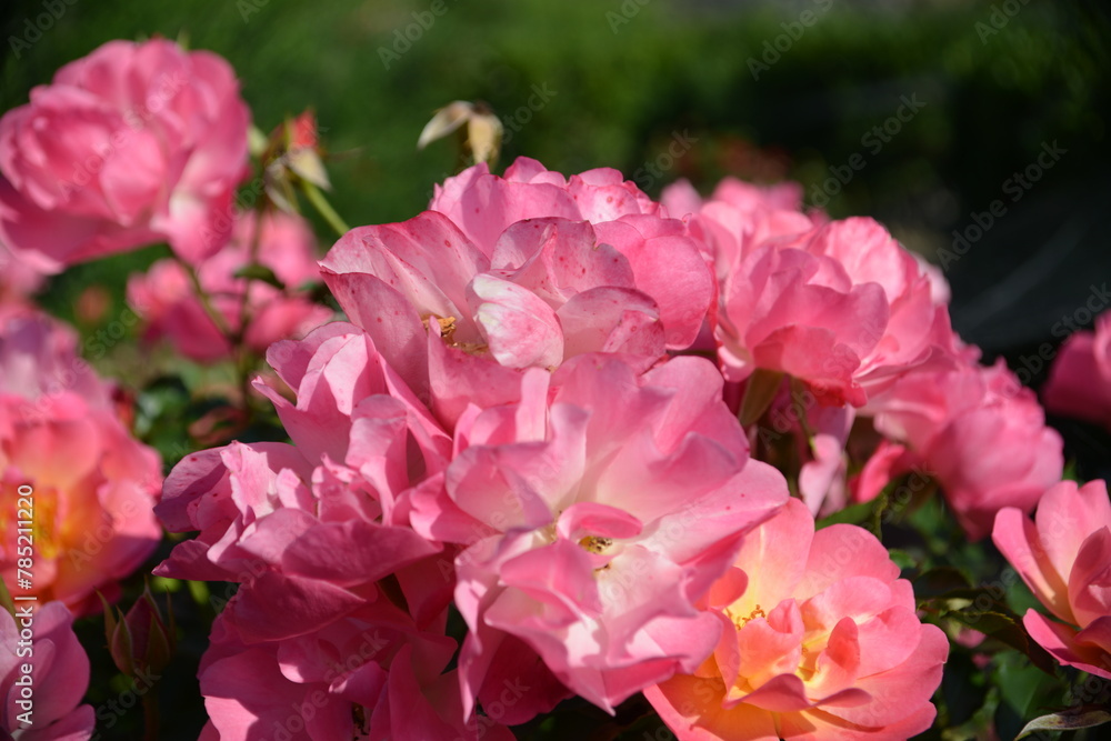 Zarte Rosa Rosenblüten-Romantischer Gartenhintergrund Zarte Rosa Rosenblüten-Romantischer Gartenhintergrund
