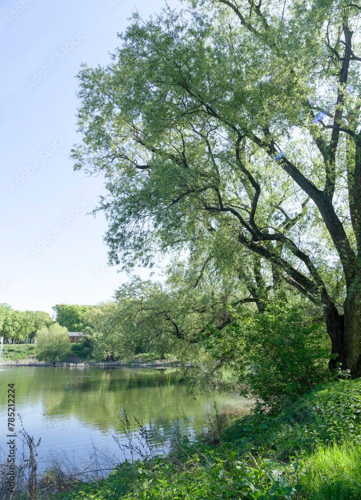Neuenburg am Rhein im Schwarzwald. Freizeitgarten Am Wuhrloch. Grünoase mit alte Trauerweiden im Stadtpark sind geblieben, spenden Schatten auch ein schönes Ambiente
Neuenburg am Rhein im Schwarzwald. Freizeitgarten Am Wuhrloch. Grünoase mit alte Trauerweiden im Stadtpark sind geblieben, spenden Schatten auch ein schönes Ambiente