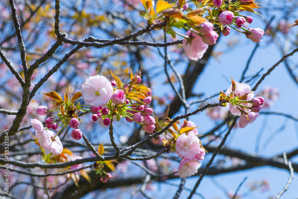 咲き始めの八重桜の花 ヤエザクラ 咲き始めの八重桜の花 ヤエザクラ