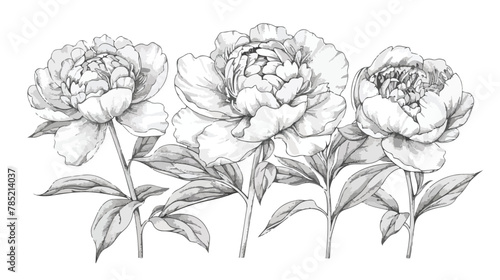 Line art peony illustration. Elegant drawing 