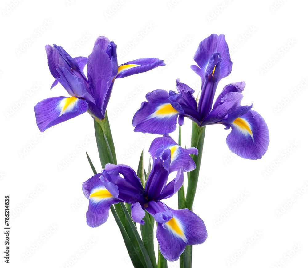 Beautiful violet iris flowers isolated on white - obrazy, fototapety, plakaty 