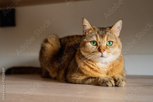 a red beautiful well-groomed British cat with a fluffy mustache and green eyes lies on the floor © anastasiia