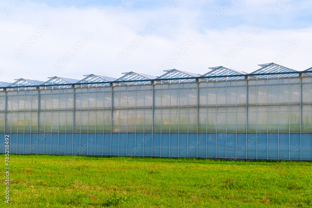 Greenhouse under a blue sky. Cultivation of plant crops. Greenhouse under a blue sky. Cultivation of plant crops.