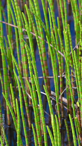 Equisetum fluviatile in a swamp. Green plant background.