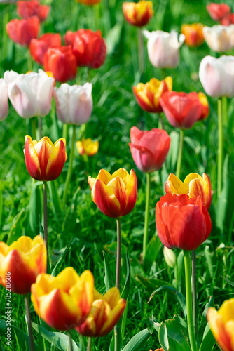 Flowerbed with multi-colored tulips. Floral background. © bykot