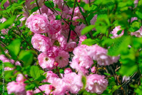 Beautiful pink flowers of Prunus triloba  close-up.