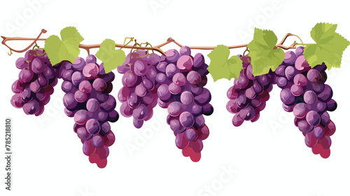 A cluster of ripe grapes hanging from a vine flat vector