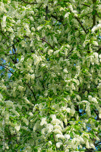 White flowers on a tree. Prunus padus