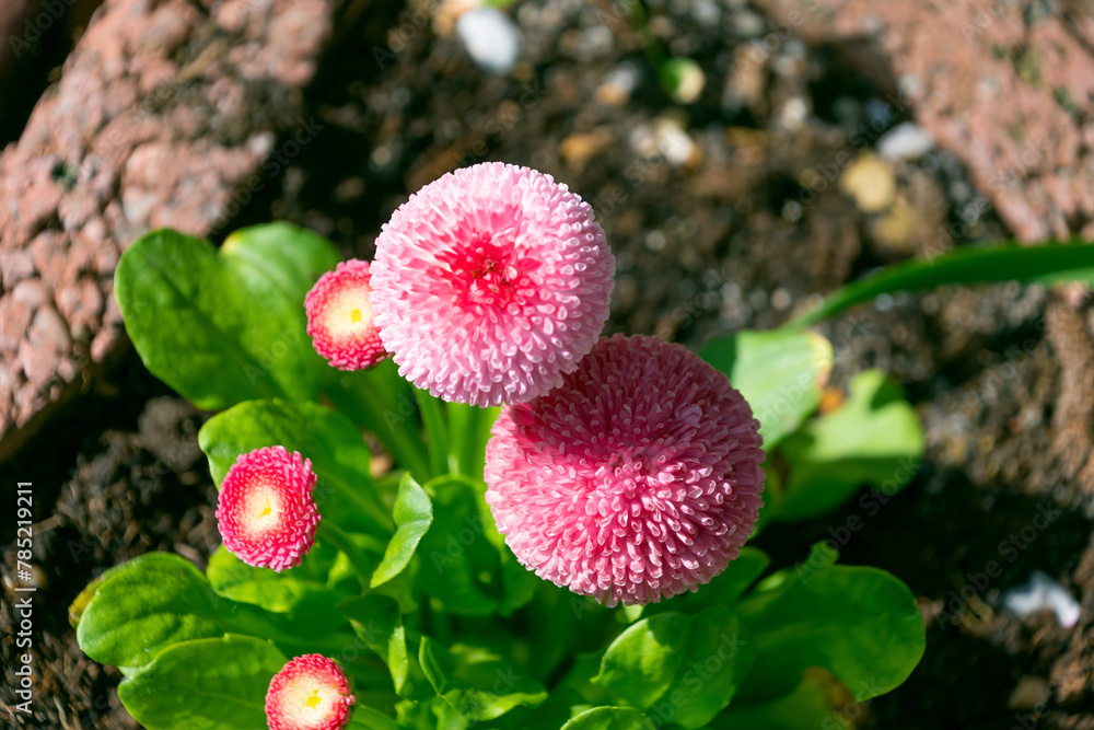 Obraz premium Beautiful pink Bellis perennis flowers in the garden, close-up.