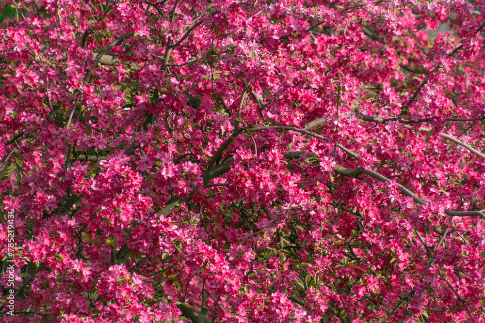 Pink flowers of a blooming apple tree. Beautiful floral background. Pink flowers of a blooming apple tree. Beautiful floral background.