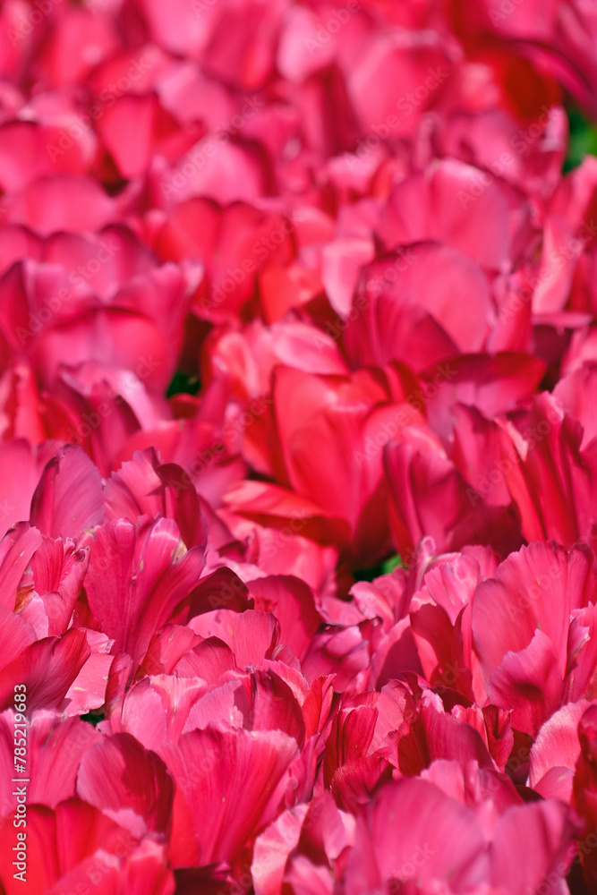 Lots of red tulips. Red floral background.