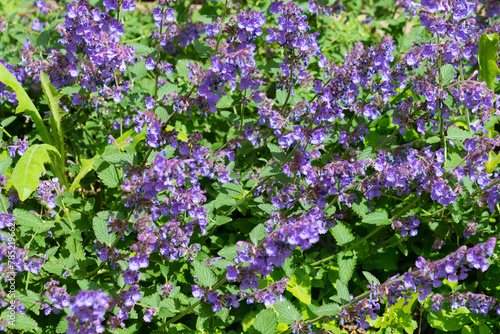 Fotografía Nepeta faassenii in the garden, close-up