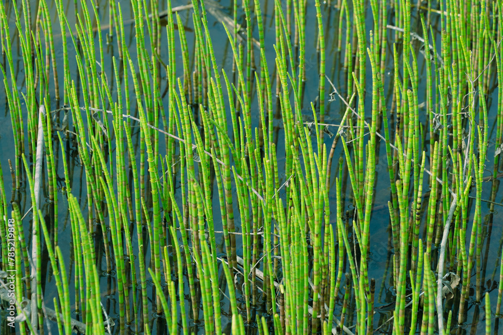 Equisetum fluviatile in a swamp. Green plant background. Equisetum fluviatile in a swamp. Green plant background.