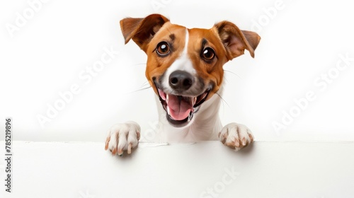 Jack Russel Terrier Dog sitting happily and holding a big blank signboard, isolated white background photo