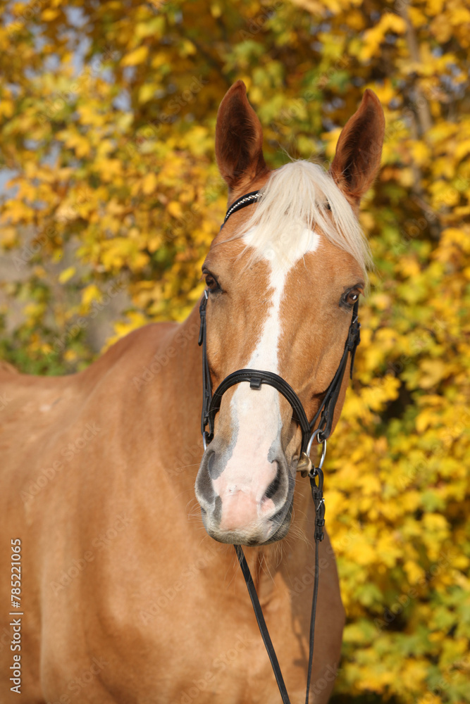 Obraz premium Amazing big warmblood in autumn