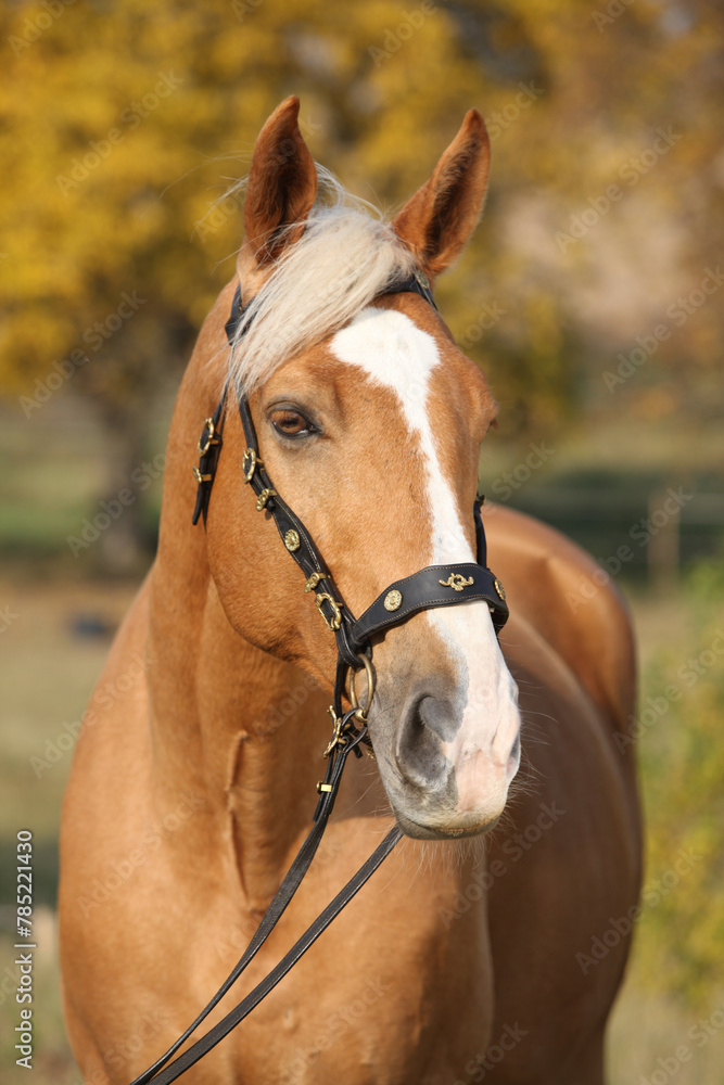 Amazing big warmblood in autumn