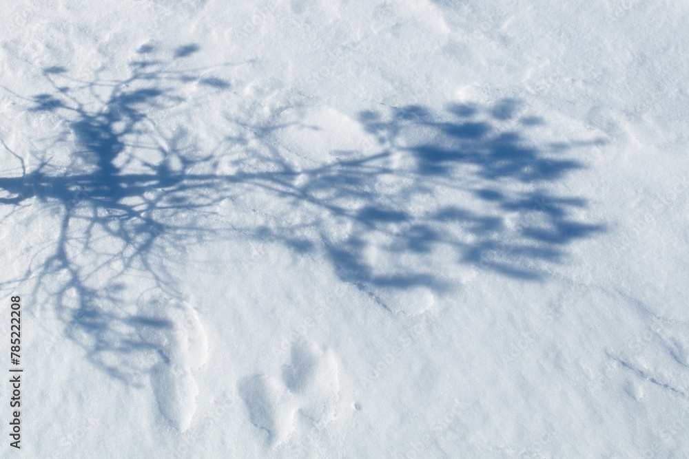 Abstract shadow of tree branches on white snow.