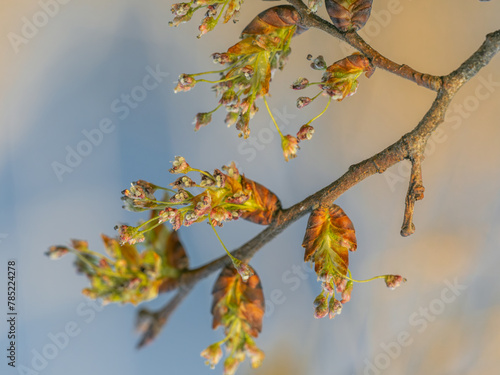 Baumblüten an kleinen Zweigen der Flatterulme (Ulmus laevis). Vor blauen Himmel fotografiert.