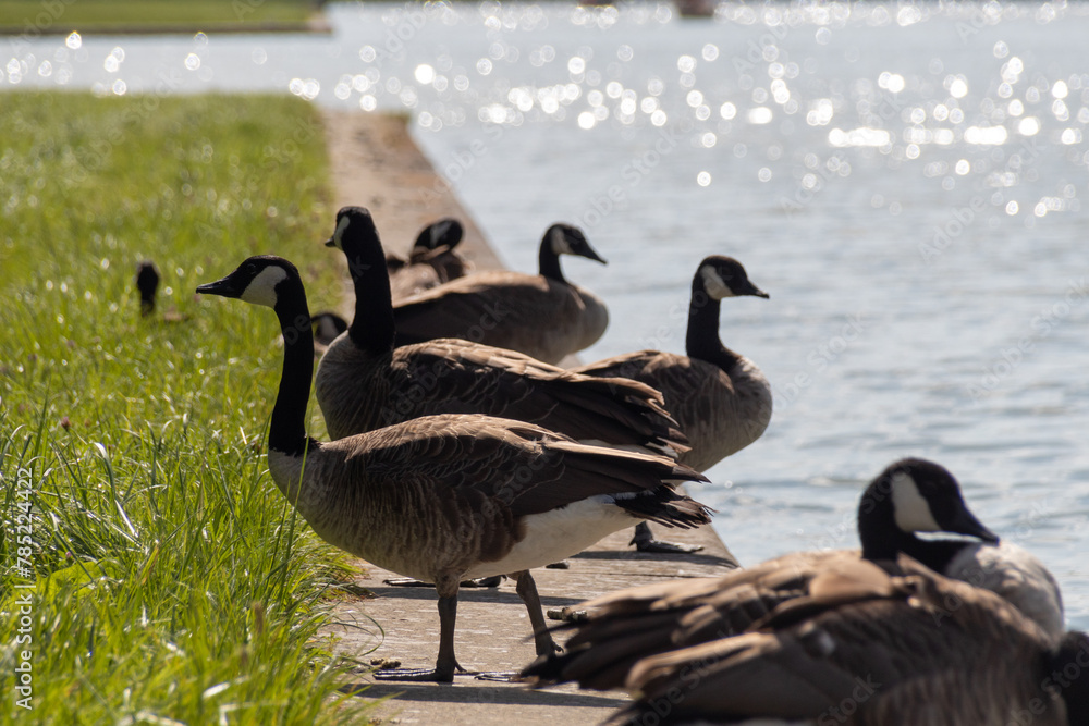 Fototapeta premium country goose on the lake