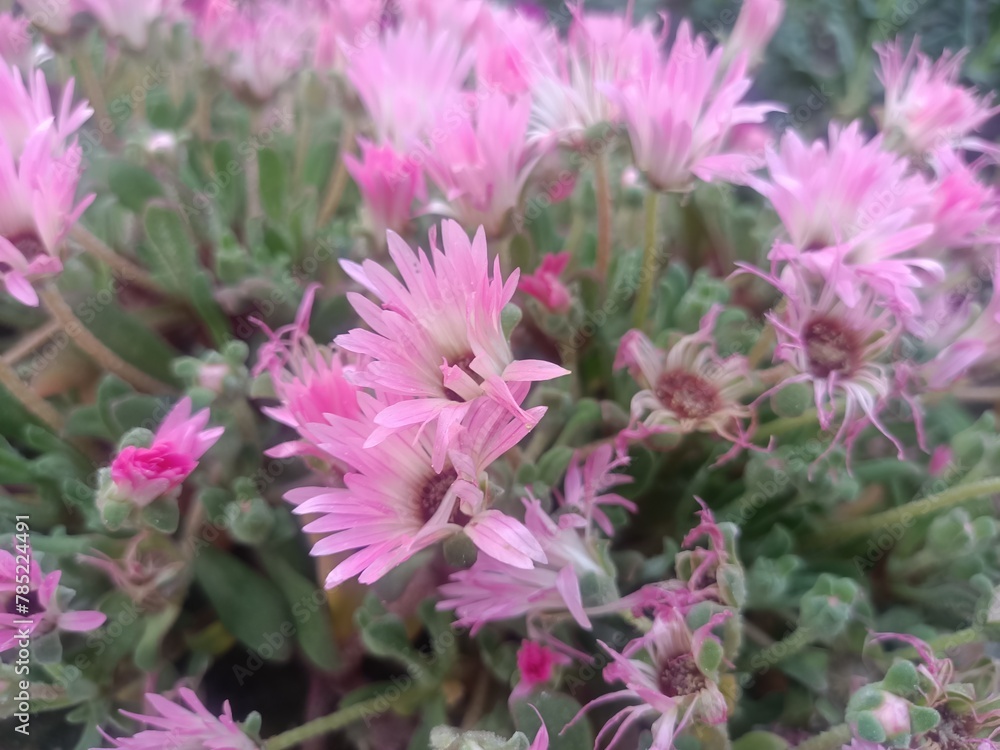 Obraz premium pink flowers in the garden