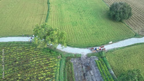 December 10, 2023: panoramic view of Ta Pa fields, An Giang province, Vietnam during the ripe rice season photo