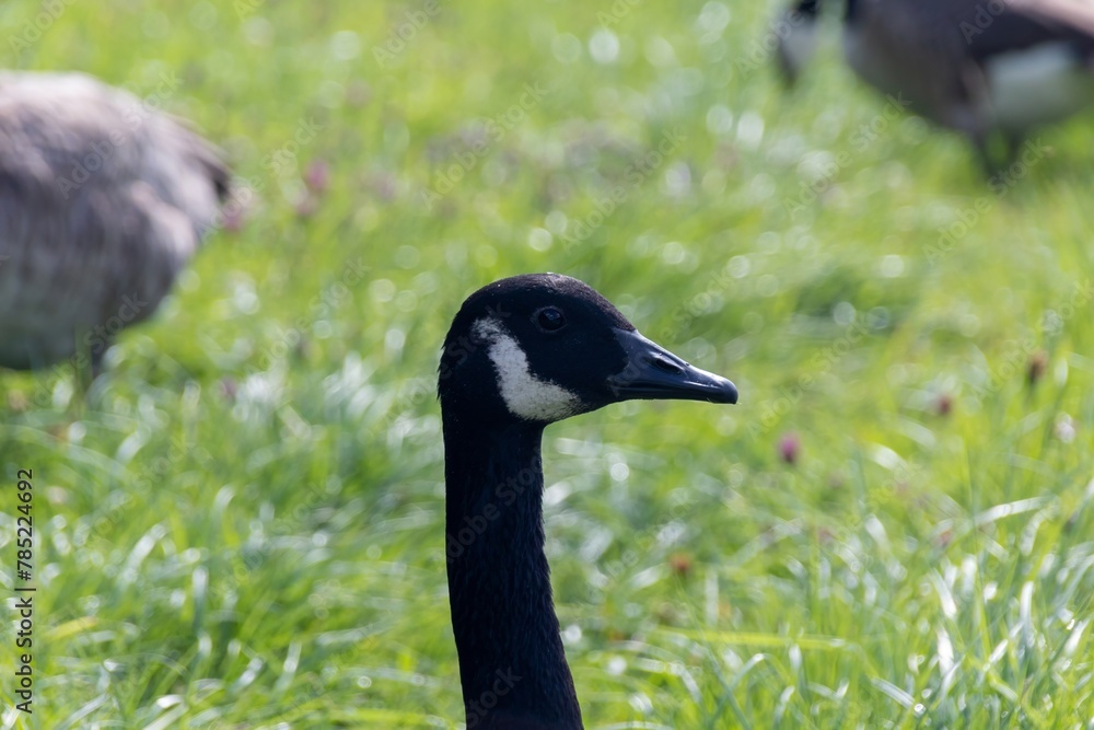 country goose on the lake country goose on the lake