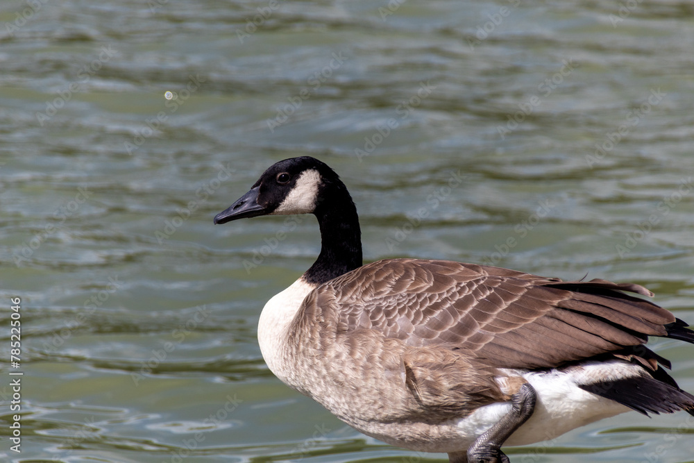 country goose on the lake