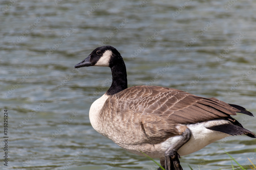 country goose on the lake country goose on the lake