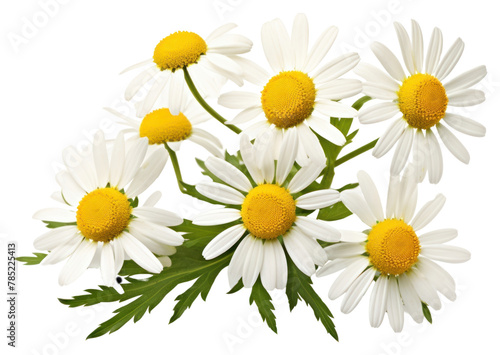 PNG Chamomile flower daisy plant. AI generated Image by rawpixel.