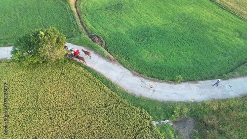 December 10, 2023: panoramic view of Ta Pa fields, An Giang province, Vietnam during the ripe rice season photo