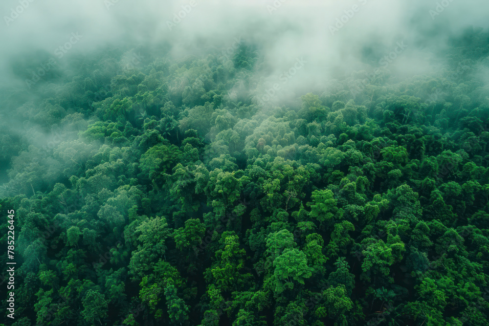 Aerial view of dark green forest with misty clouds. The rich natural ecosystem of rainforest. Top view.