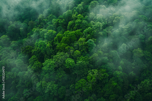 Aerial view of dark green forest with misty clouds. The rich natural ecosystem of rainforest. Top view.